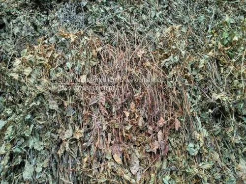 Herbal Medicine Houttuynia photo-3