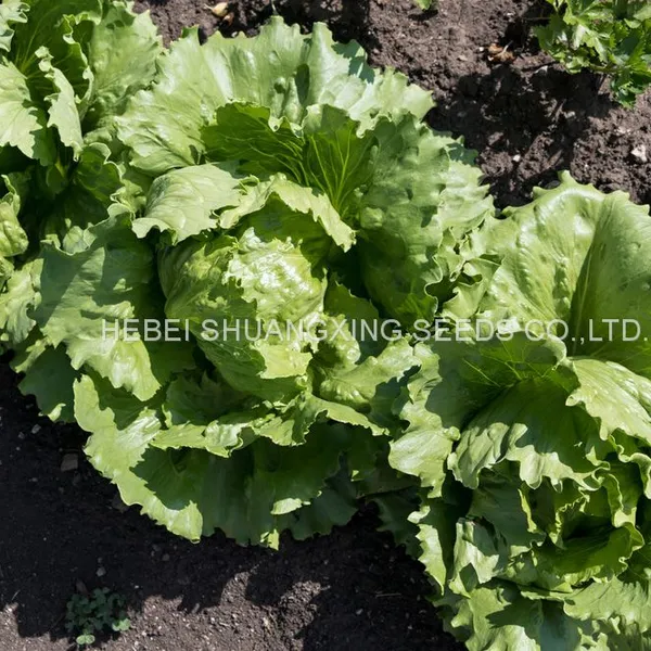 Hybrid Iceberg Lettuce Seeds With Competitive Price photo-4
