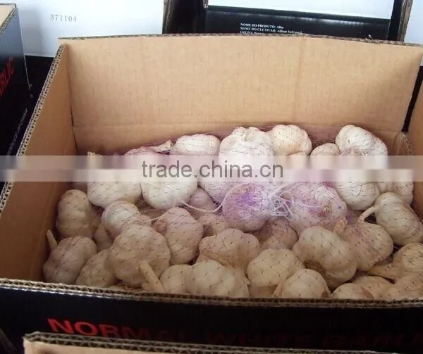 White Garlic,pure White Garlic photo-4