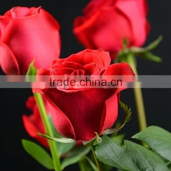 Best Quality Carola Fresh Cut Rose Flowers Roses photo-4