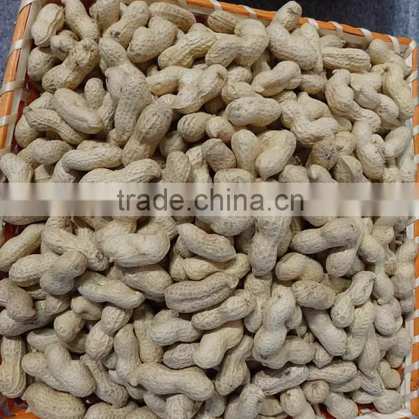 New Crop Chinese Raw Peanut In Shell 9/11 photo-2