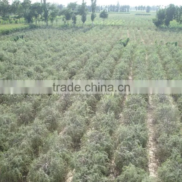 Ningxia Ninghai Goji Berry photo-2