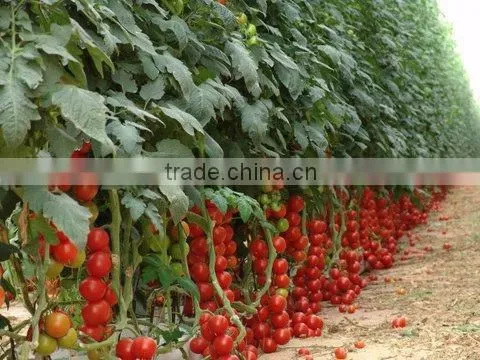 Professional Hydroponic Greenhouse for Plant Factory and Soilles Growing Systems photo-5