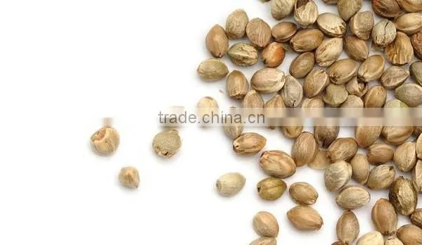 Pure Hemp Seeds Oil photo-4