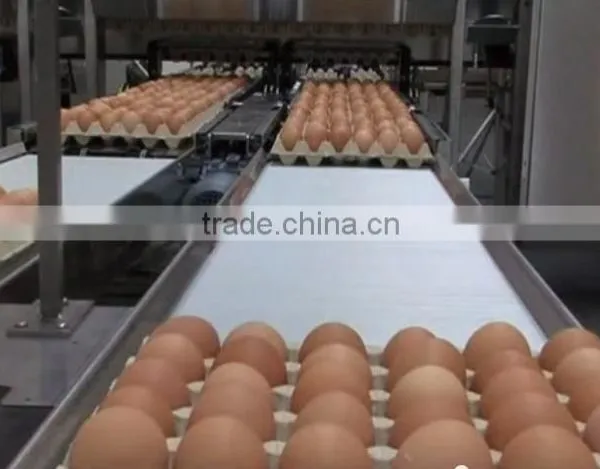 CLEAN FRESH WHITE AND BROWN EGGS FOR SALE BRAZIL ORIGIN photo-6
