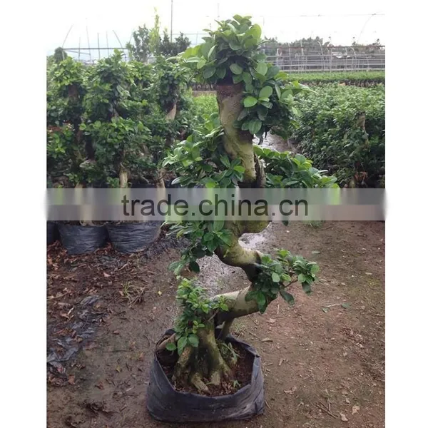Outdoor Ficus / s Shape for Room Decoration photo-2