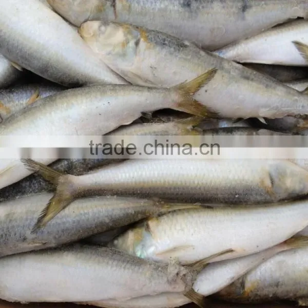 2016 Hot Sale Best Quality Newly Caught W/r Frozen Sardine Fish 8-10pcs/kg From China photo-2