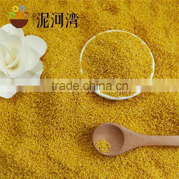 Millet Yellow Millet 2016 Crop High Quality Market Price photo-5