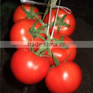 Good Quality Hybrid Red Fruit Tomato Seeds for Growing- Holland No.4 photo-2