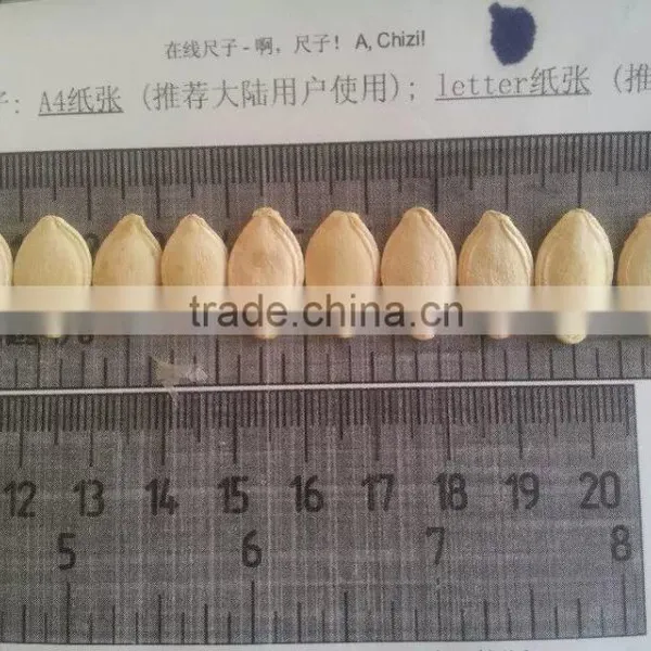 Shine Skin Pumpkin Seed of 2016 10mm,11mm,12mm photo-3