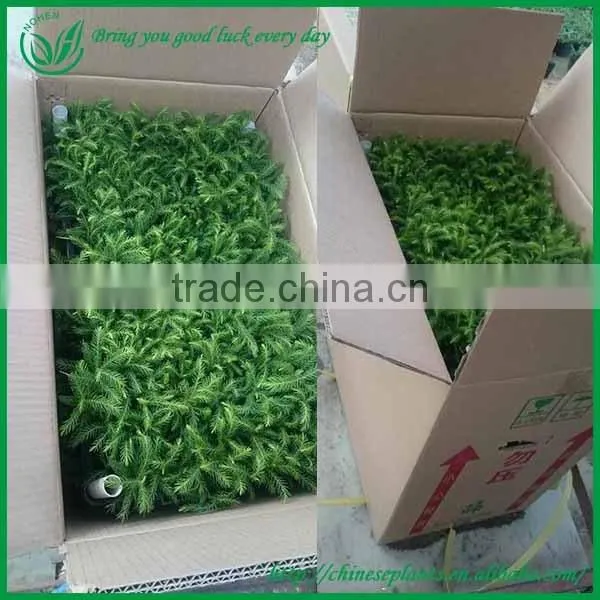 5-10CM Aruacaria Excelsa Seedings for Wholesale photo-3