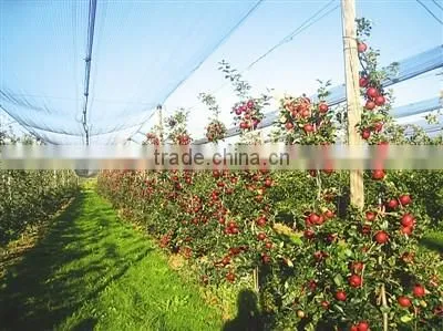 Apple Tree Anti Hail Net, Hail Protection Net photo-2