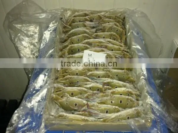 Three Sport Crab photo-2