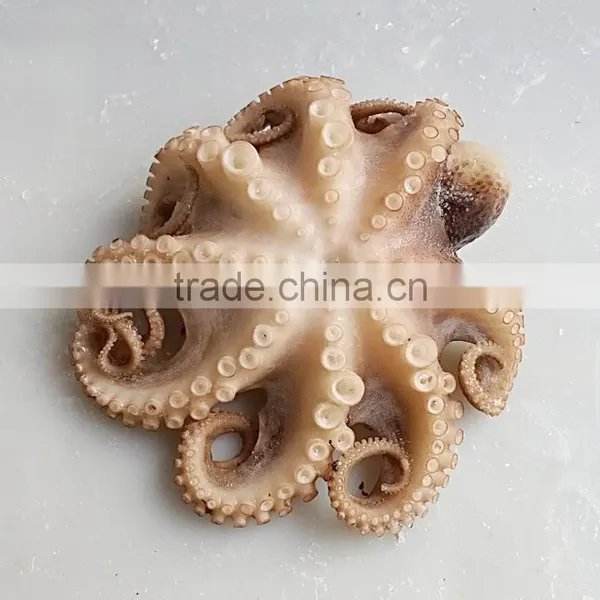 Frozen Boiled Baby Octopus Flower Galicia Seafood photo-2