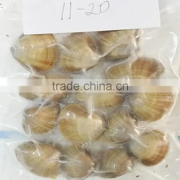 Frozen Vacuum Packed Surf Clam photo-2