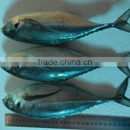 Frozen Hard Tail Scad 60/80 per Carton From China