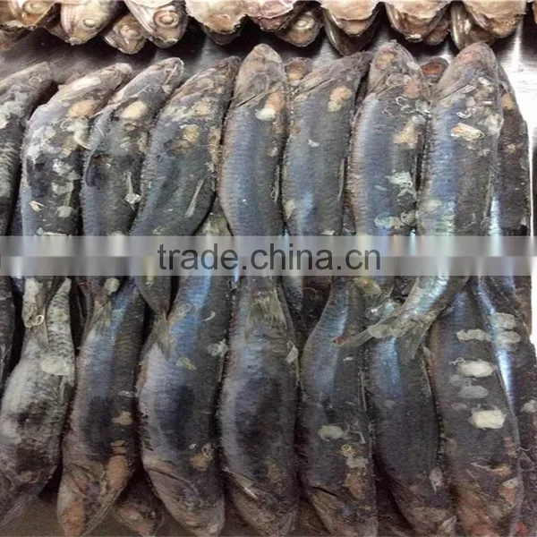 Frozen Block Anchovy photo-5