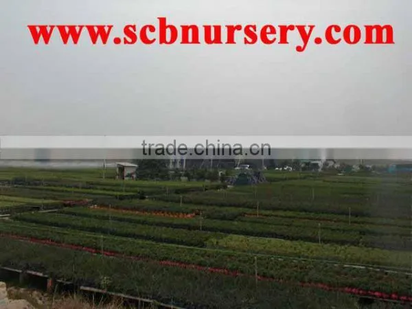 Ficus Bonsai Nursery Plant Supplier photo-2