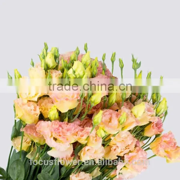 Export Direct Chinese Type Eustoma Wholesale photo-3