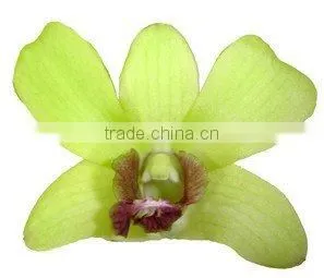 D-015 : DENDROBIUM BURANA JADE ORCHID