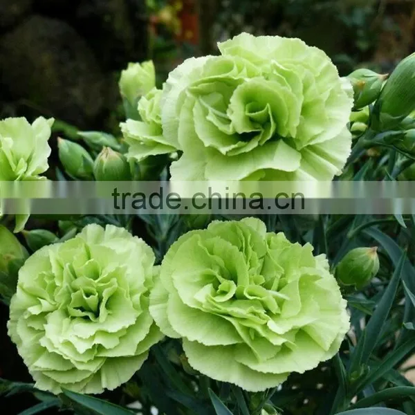 Durable Green Lady Fresh Cut Carnation Flower Arrangements photo-4