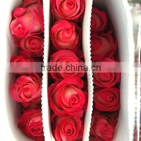 Love Theme Hotsell Red Rose Fresh Cut Flower photo-4