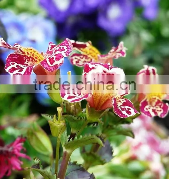 Golden Monkeyflower ,Mimulus , Flower Seeds , Herb Seed,vegetalbe Seed,fruit Seed,grass Seed photo-5