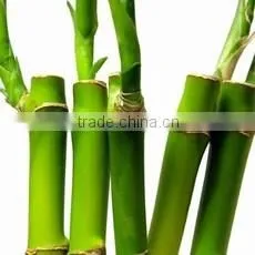 Indoor Plants 50cm Straight Lucky Bamboo Decorative Plant photo-5