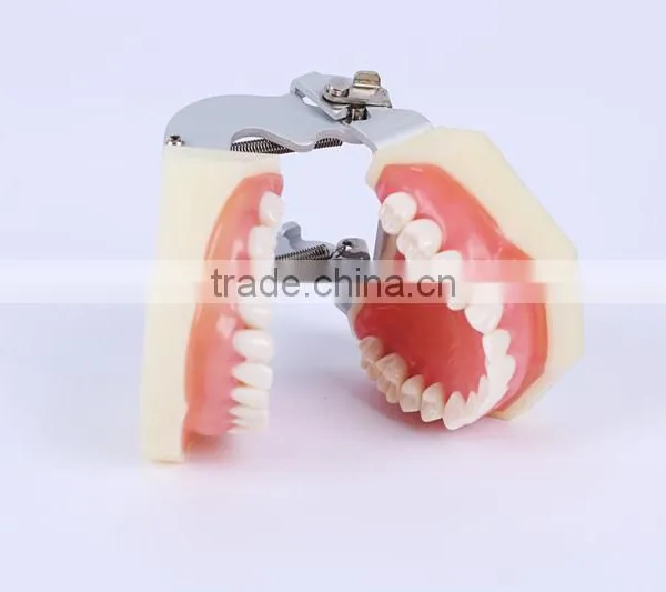 New Design Wholesale Dental Teaching Model Standard Tooth Model of White Alundum Dentition Model photo-4