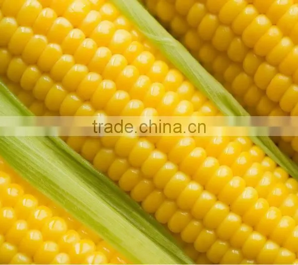 Hot Saled Dried Food FD Corn Powder photo-6