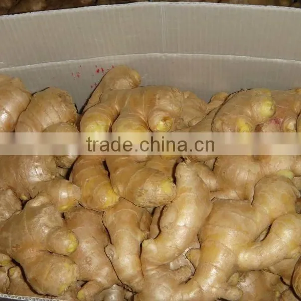 Fresh Ginger photo-2