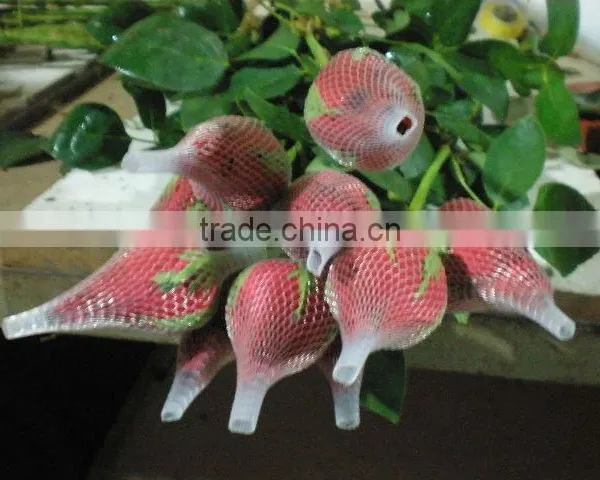 Export Rose Fresh Cut Flowers From Yunnan of China photo-3