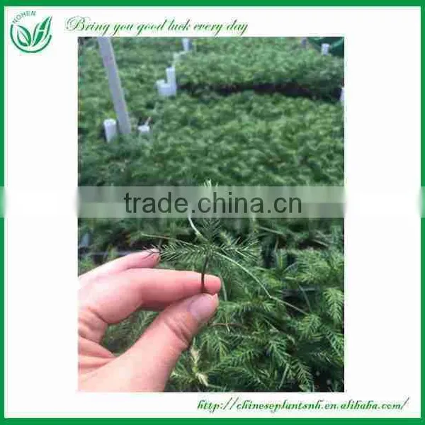 Araucaria Seedling