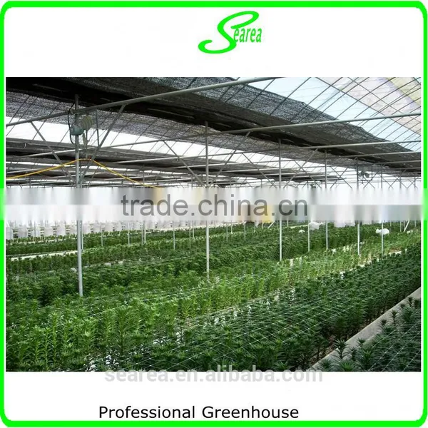 High-tech Greenhouses and Hydroponic Systems for Professional Growers photo-5