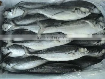 Horse Mackerel