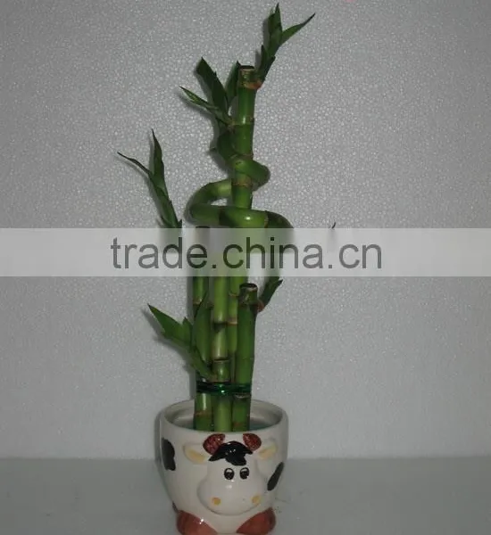 Lucky Bamboo Dracaena Sanderiana photo-3