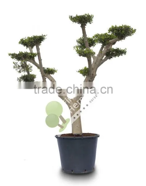 Olea Europaea "Pompon" Young Skin Trunk Small & Medium