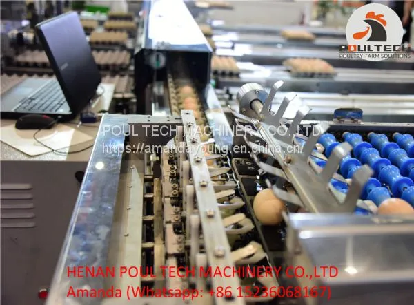 Automatic Egg Grading Equipment & Automatic Egg Packing Equipment photo-2