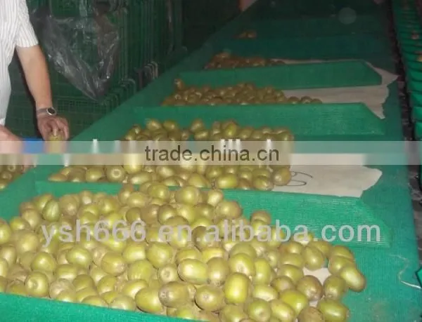 Fruit Sorting Machine for Pineapple, Mango, Grapefruit, Dragon Fruit photo-2