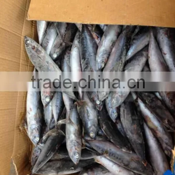 A Grade 5-8pcs/kg Seafrozen Bonito WR photo-2