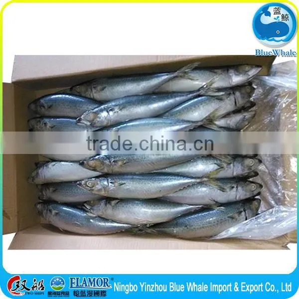 Net Weight Mackerel Fish 100% 15kg 10kg Mackerel photo-5