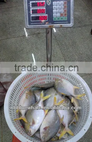 300-500G 400-600G 500-700G 800G UP Fresh Pomfret photo-6