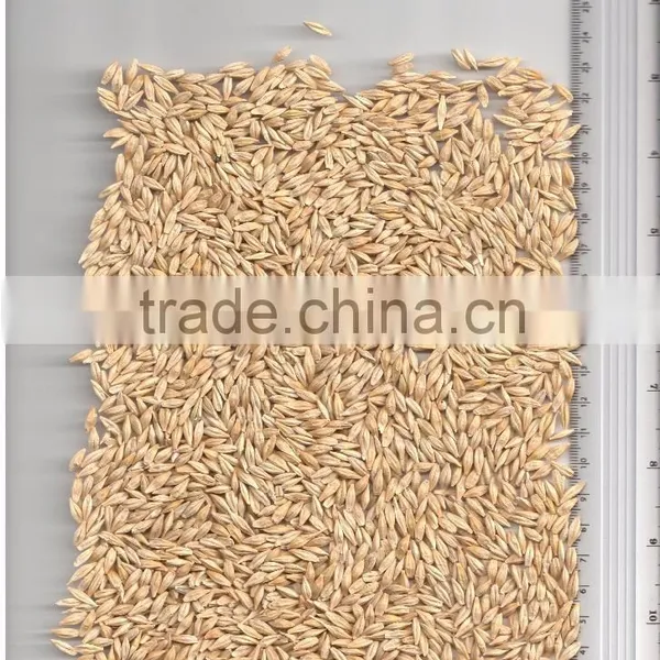 BARLEY photo-2