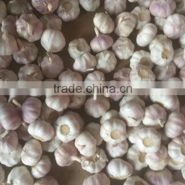 Garlic photo-2