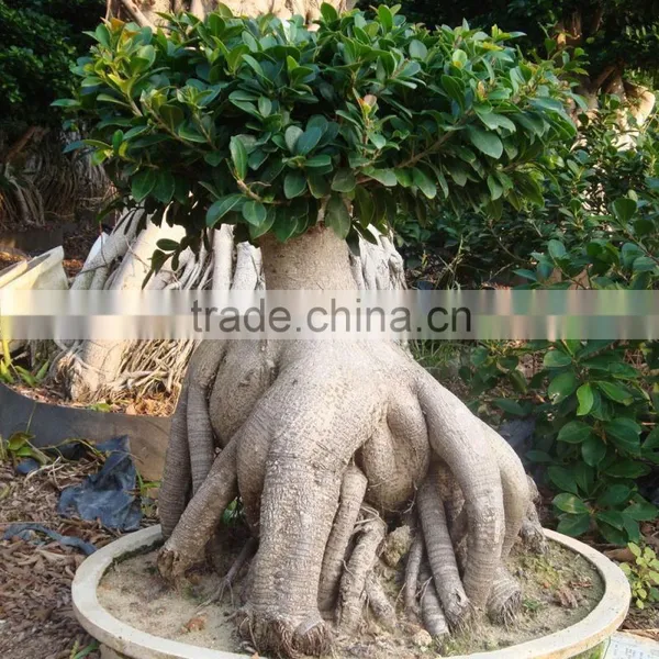 Flowers With Plants for Home Money Tree With Cheap Price photo-4