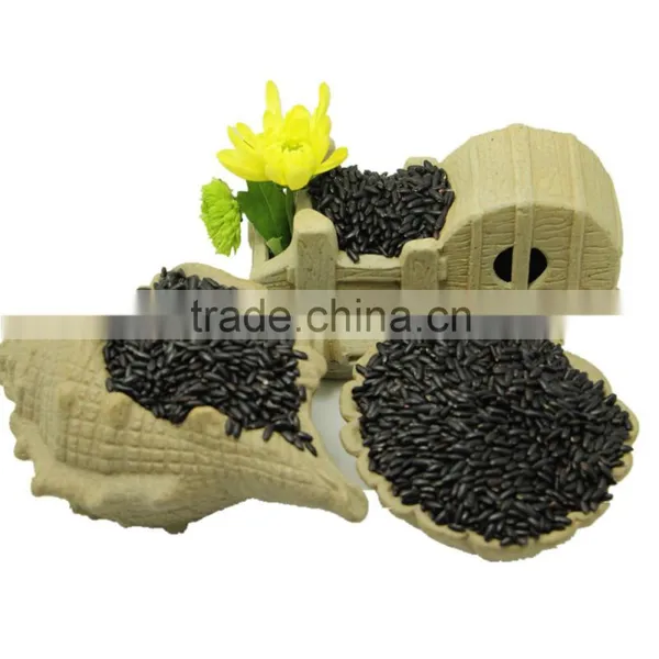 Chinese Health Black Rice With Best Quality photo-2