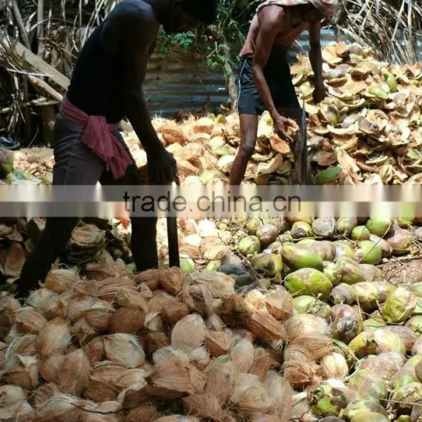 Semi Husked Coconuts From Tamilnadu photo-5