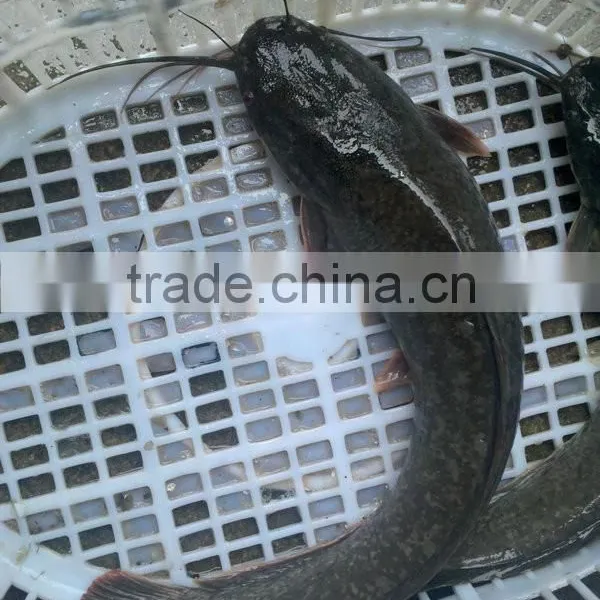 Catfish photo-2