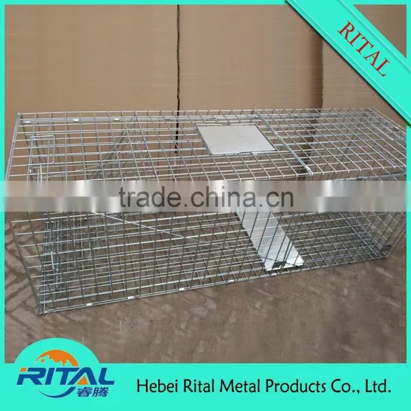 Galvanized Raccoon Cage Traps for Raccoon Trapping photo-2