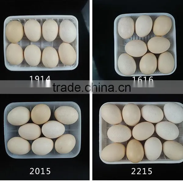 PP Food Grade Plastic Tray for Fresh Vegetable Packaging Wholesale photo-4
